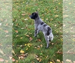 Small Photo #5 Australian Cattle Dog Puppy For Sale in NEW YORK MILLS, MN, USA