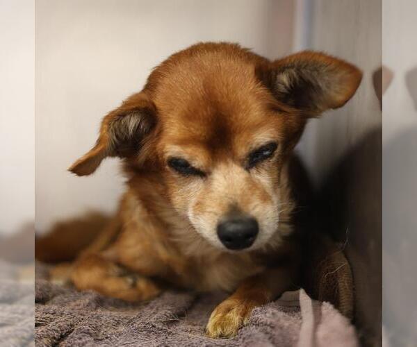 Medium Photo #2 Chihuahua-Unknown Mix Puppy For Sale in San Antonio, TX, USA