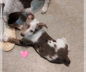 Texas Heeler Puppy for Sale in LAURENS, South Carolina USA