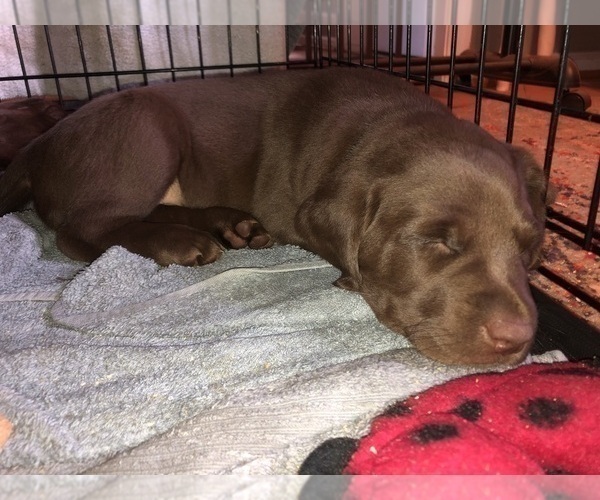 Medium Photo #1 Labrador Retriever Puppy For Sale in MAULDIN, SC, USA