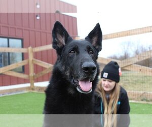 German Shepherd Dog-Unknown Mix Dogs for adoption in Chestertown, MD, USA