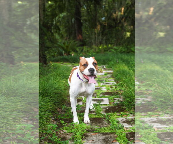 Medium Photo #9 Mutt Puppy For Sale in  Gainesville, FL, USA