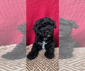 Schnoodle (Miniature) Puppy for sale in HATTIESBURG, MS, USA