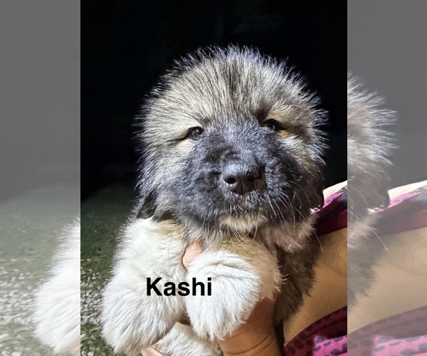 Medium Photo #5 Unknown-Wheaten Terrier Mix Puppy For Sale in Princeton, MN, USA