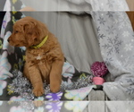 Small #3 Golden Retriever