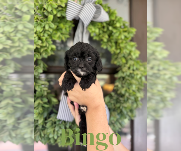 Medium Photo #1 Cavapoo Puppy For Sale in ROCKY MOUNT, NC, USA