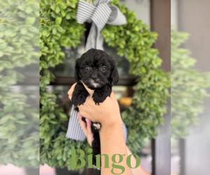 Cavapoo Puppy for Sale in ROCKY MOUNT, North Carolina USA