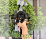Small Photo #1 Cavapoo Puppy For Sale in ROCKY MOUNT, NC, USA