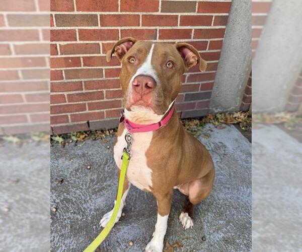 Medium Photo #1 Staffordshire Bull Terrier-Unknown Mix Puppy For Sale in Boston, MA, USA