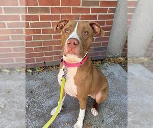 Staffordshire Bull Terrier-Unknown Mix Dogs for adoption in Boston, MA, USA