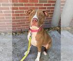 CHEX MIX - Male Staffordshire Bull Terrier-Unknown Mix Dog for Adoption - Small photo