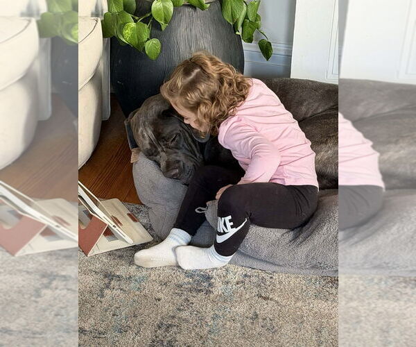 Medium Photo #4 Mutt Puppy For Sale in New York, NY, USA