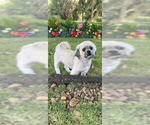 Geoffrey David - Male Shih Tzu Dog for Adoption - Photo #16
