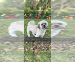 Small Photo #16 Shih Tzu Puppy For Sale in Weston, FL, USA