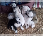 Small Photo #2 American Pit Bull Terrier-Labrador Retriever Mix Puppy For Sale in MOORESBORO, NC, USA
