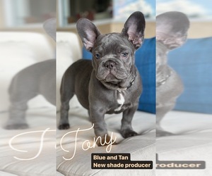 French Bulldog Puppy for sale in PALM BCH GDNS, FL, USA