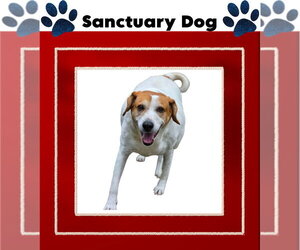 Peach Groot - Female Beagle-Great Pyrenees Mix Dog for Adoption - Photo #8