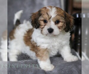 Cavachon Puppy for sale in GORDONVILLE, PA, USA