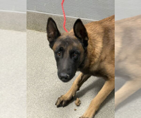 Medium Photo #1 German Shepherd Dog-Unknown Mix Puppy For Sale in Las Vegas, NV, USA
