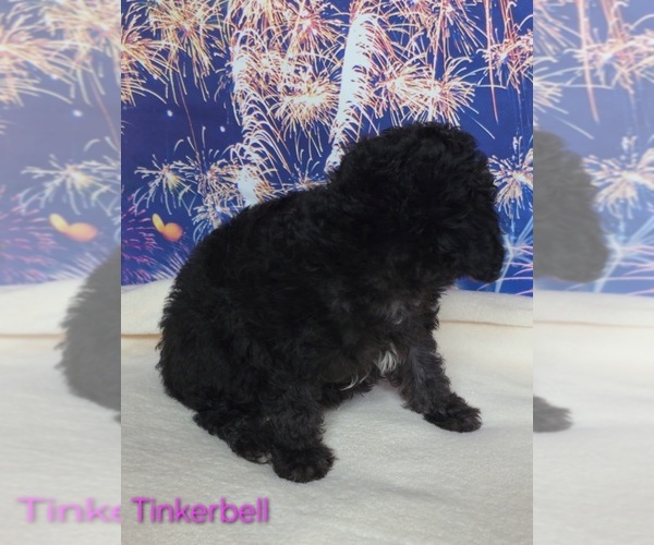 Medium Photo #3 Yorkipoo Puppy For Sale in AZLE, TX, USA