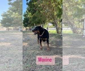 Rottweiler Puppy for sale in ELDERWOOD, CA, USA