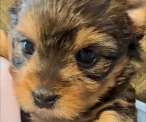 Yorkshire Terrier Puppy for sale in FORT WORTH, TX, USA