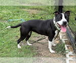 Small #6 American Pit Bull Terrier Mix