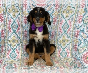 Bernese Mountain Dog Puppy for sale in LANCASTER, PA, USA