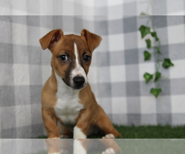 Medium Photo #2 Jack Russell Terrier Puppy For Sale in MARIETTA, GA, USA