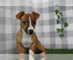 Small #1 Jack Russell Terrier