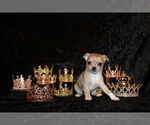 Puppy Thaddeus Chihuahua