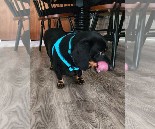 Medium Photo #5 Dachshund Puppy For Sale in Shelbyville, TN, USA