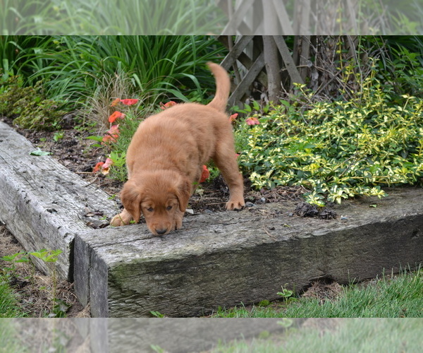 Medium Photo #2 Golden Retriever Puppy For Sale in GREENWOOD, WI, USA