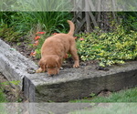 Small #1 Golden Retriever