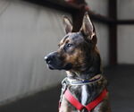 Small #4 Shepradors