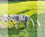 Puppy Lola Great Dane