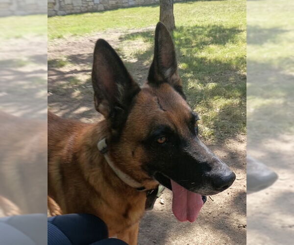 Medium Photo #6 Mutt Puppy For Sale in Stevens Point, WI, USA