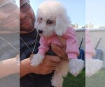 Small Photo #37 Maltipoo Puppy For Sale in BRISTOL, PA, USA