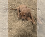 Small Photo #113 Rhodesian Ridgeback Puppy For Sale in MORONGO VALLEY, CA, USA