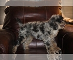 Small #3 Poodle (Miniature)