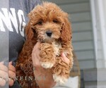 Small #3 Goldendoodle (Miniature)