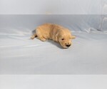 Small #4 Golden Retriever