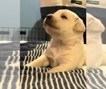 Small #4 Labrador Retriever