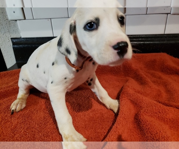 Medium Photo #2 Dalmatian Puppy For Sale in AUSTIN, TX, USA