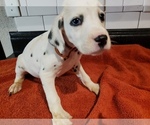 Small Photo #2 Dalmatian Puppy For Sale in AUSTIN, TX, USA