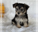 Small #4 Morkie