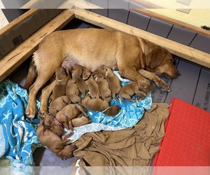 Labrador Retriever Puppy for Sale in BLUFF DALE, Texas USA