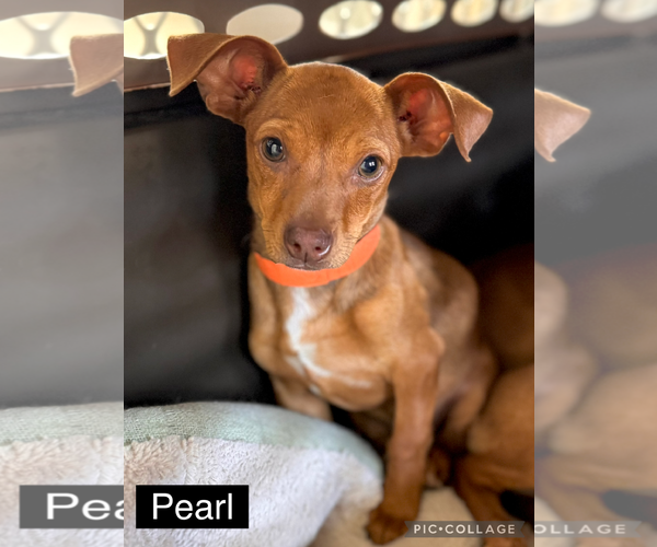 Medium Photo #2 Chiweenie Puppy For Sale in Valrico, FL, USA