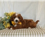 Small Photo #4 Cavapoo Puppy For Sale in NEW PROVIDENCE, PA, USA