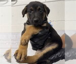 Small German Shepherd Dog
